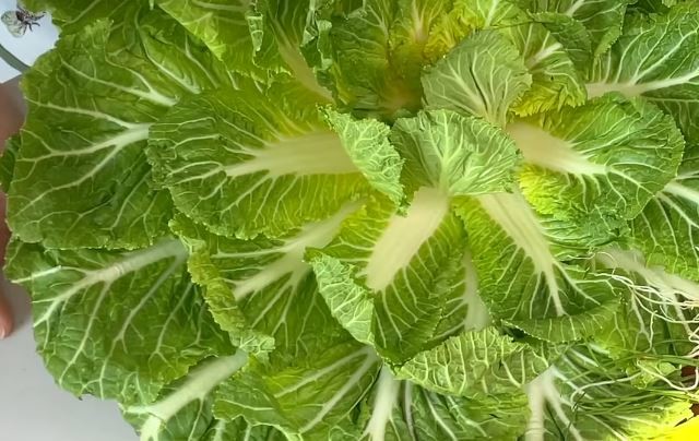 유튜브 '딸을 위한 레시피 Recipes for daughters'