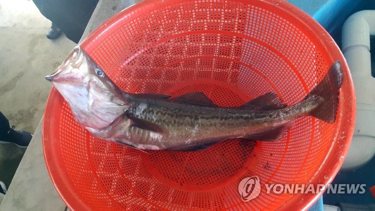 과거 경북 울릉 북면 앞바다에서 잡힌 명태 / 연합뉴스