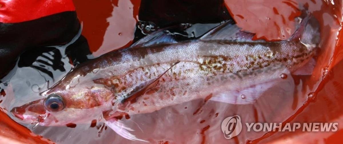 2017년도 경북 울진 앞바다에서 국내 연안에서 자취를 감춘 자연산 명태 한 마리가 잡혔다. 사진은 울진군 바다에 쳐 둔 그물에 걸린 55㎝ 명태 / 울진군 제공, 연합뉴스
