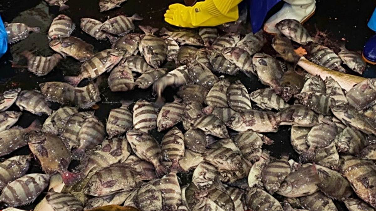 파닥파닥 거리는 돌돔들. 기사 내용을 바탕으로 AI가 생성한 자료사진.