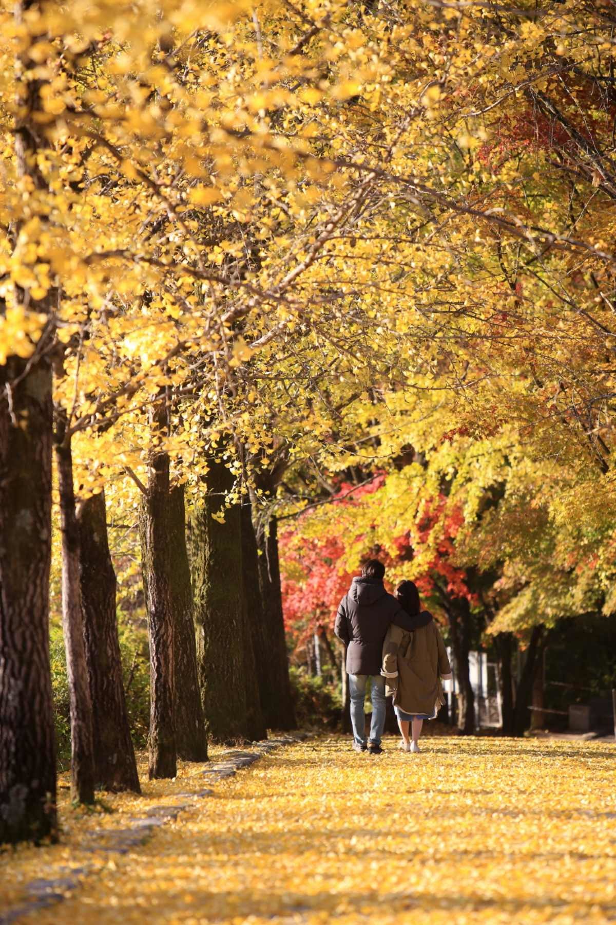 경북 영주시 부석사 초입 가로수 길이 단풍으로 물들어 있다. / 뉴스1
