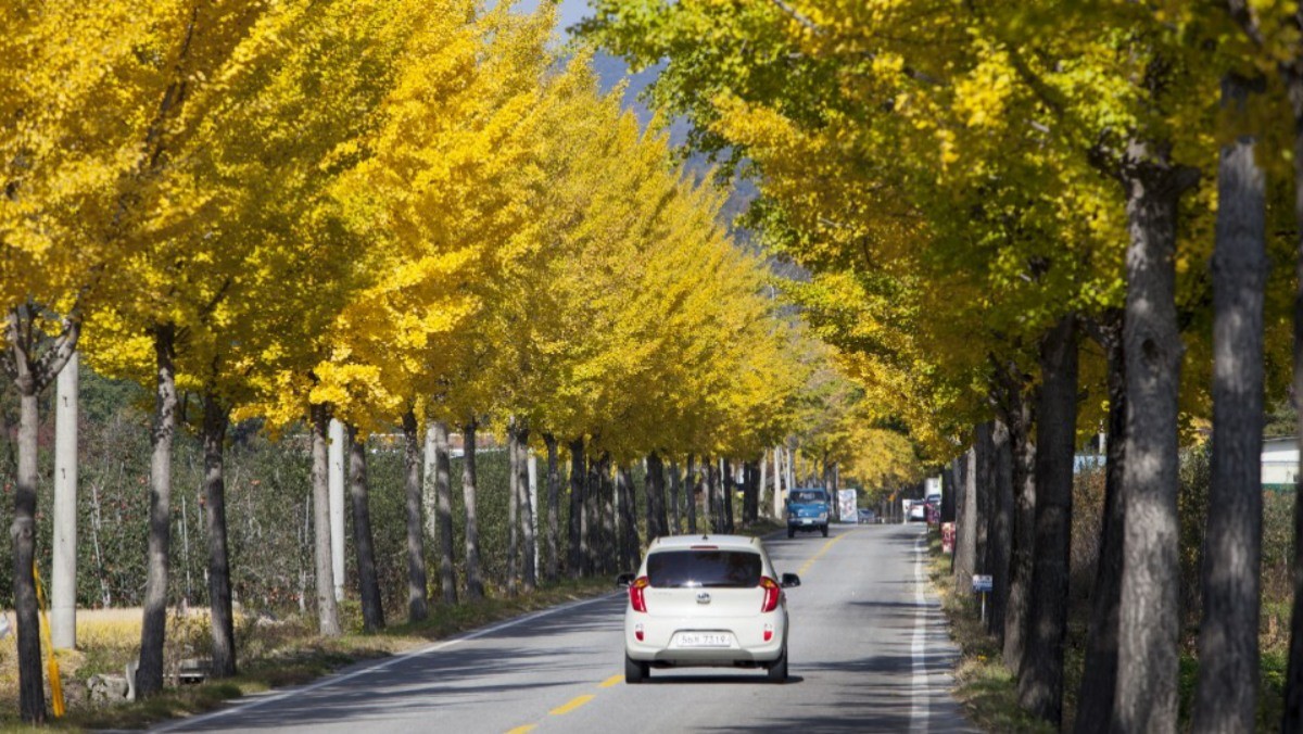 경북 영주시 부석사 가로수 길에 있는 은행나무들. / 뉴스1