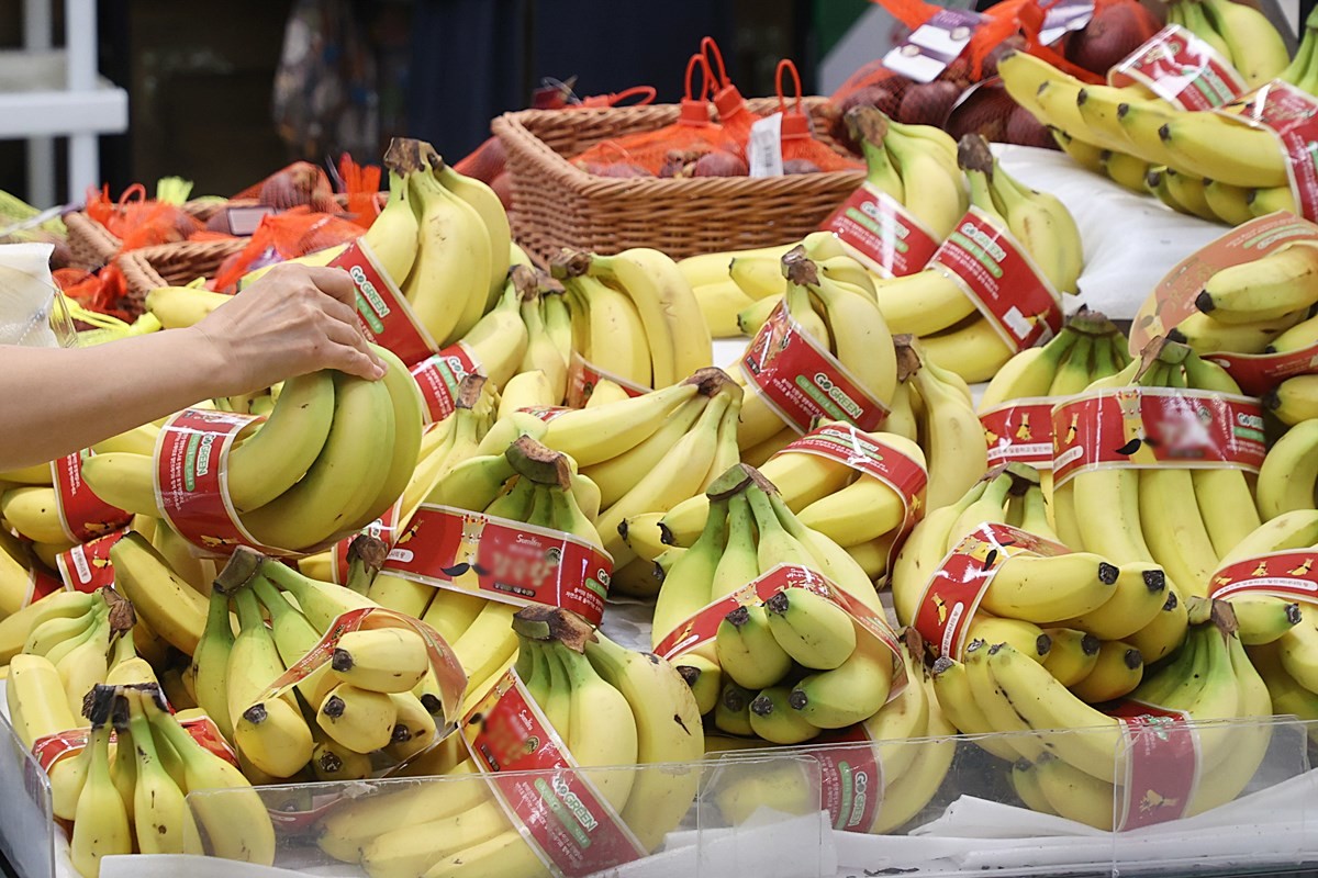 바나나 모습. 기사 이해를 돕기 위한 자료 사진입니다. / 연합뉴스