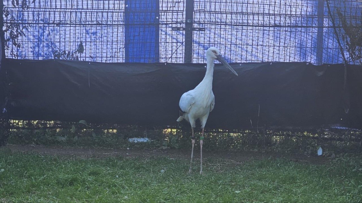 일본에서 도입된 황새 암컷 / 예산군