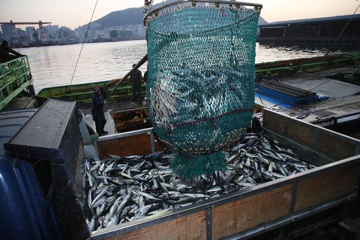 '국민 생선' 고등어 / 뉴스1