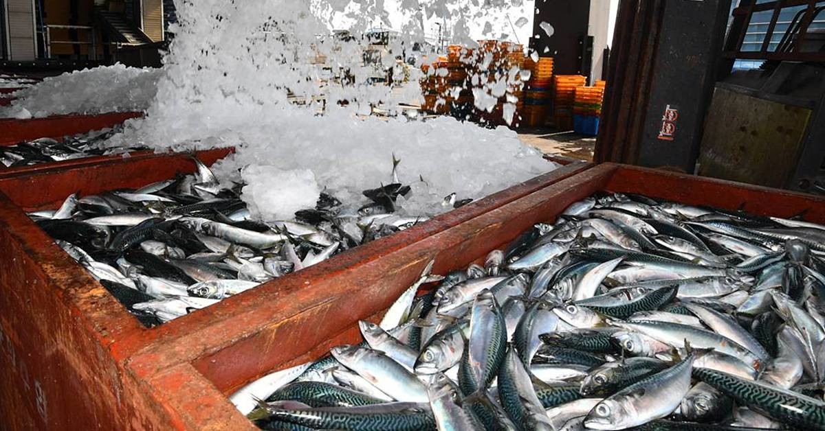 얼음 덮힌 고등어 / 뉴스1