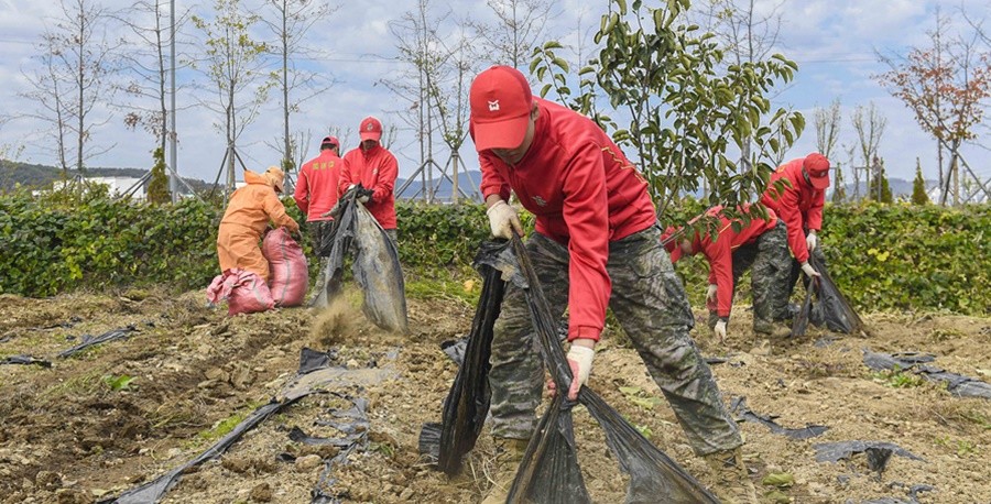 해병대 1사단이 경북 포항시 구룡포 등 16개 읍,면,동에서 가을철 농번기 일손돕기에 구슬땀을 흘리고 있다. / 이하 부대 제공