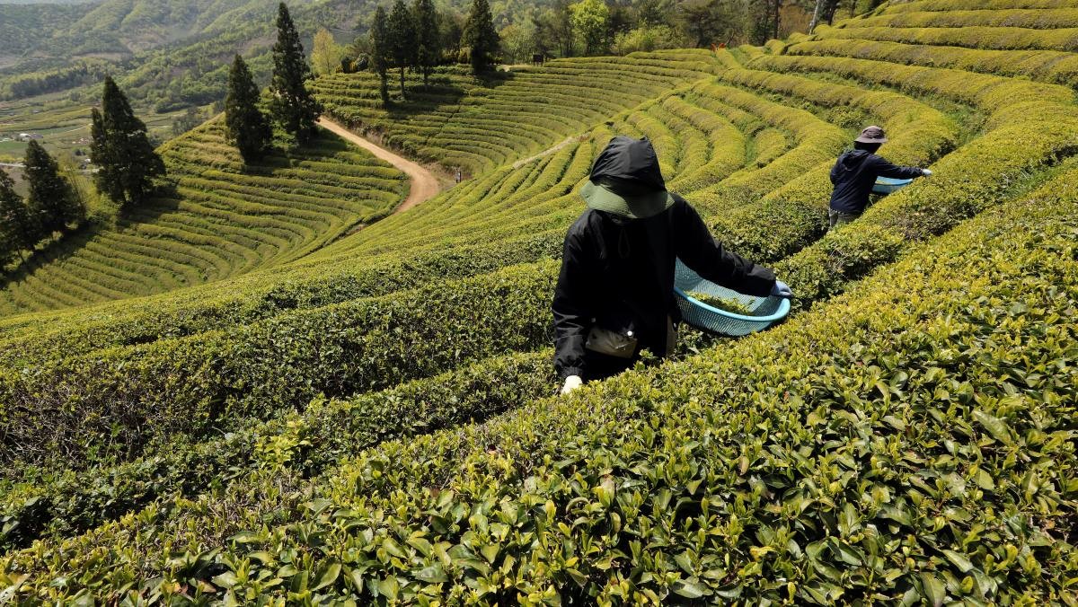 전라남도 보성군 회천면 초록잎이 펼치는 세상에서 관계자들이 녹차잎을 수확하고 있는 모습. / 뉴스1