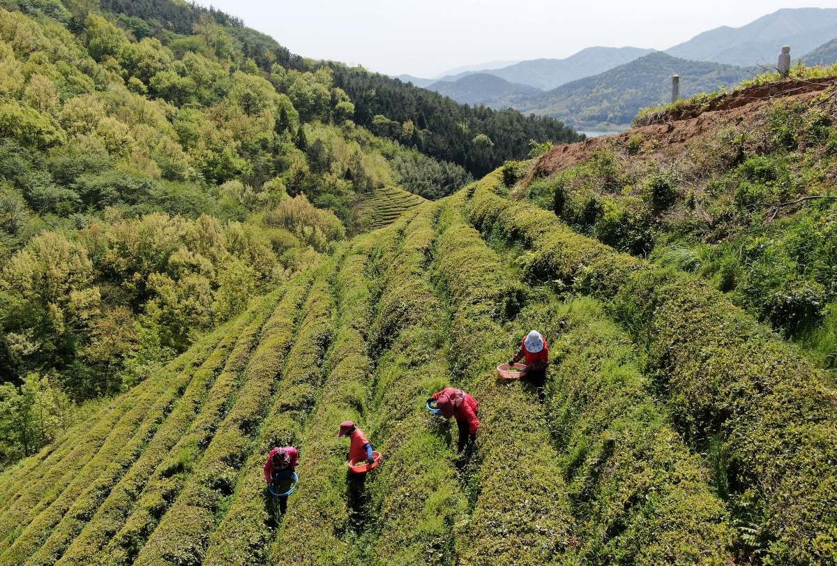 전라남도 보성군 회천면 초록잎이 펼치는 세상에서 관계자들이 녹차잎을 수확하고 있는 모습. / 뉴스1