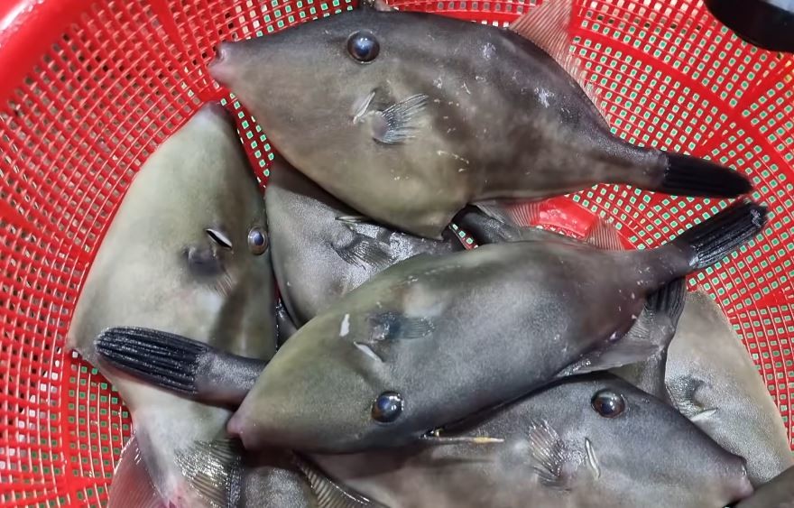 유튜브 'live fish fillet 거제도 수아아빠TV_ (dress Fish)'