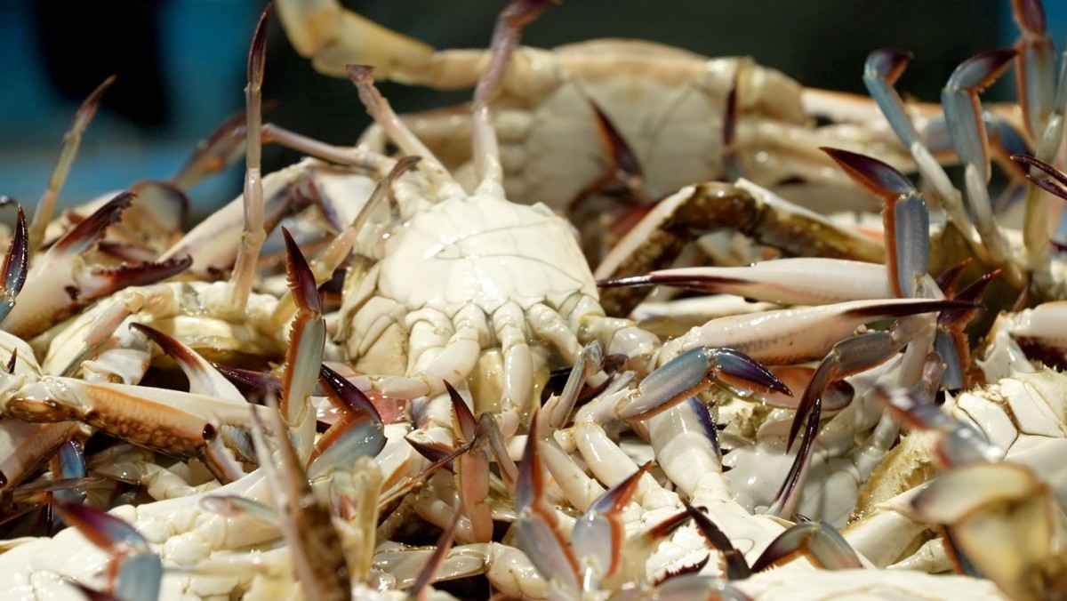 EBS1 '한국기행' 미리보기 페이지에서 제공하는 '이 맛에 새벽 장터' 편 자료 사진. / EBS1 제공
