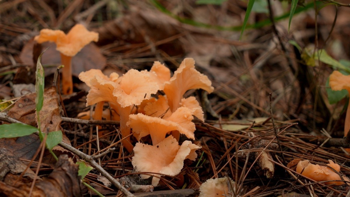 EBS1 '한국기행' 미리보기 페이지에서 제공하는 '바람골 언니들' 편 자료 사진. / EBS1 제공