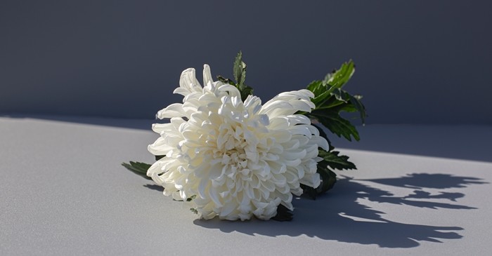 기사의 이해를 돕기 위한 사진 / mujijoa79-shutterstock.com