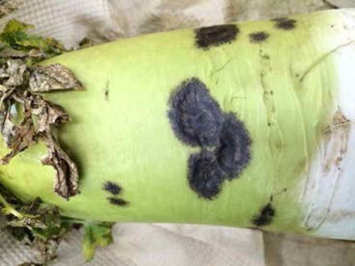 탄저병에 걸린 무. / 한국과학기술정보연구원