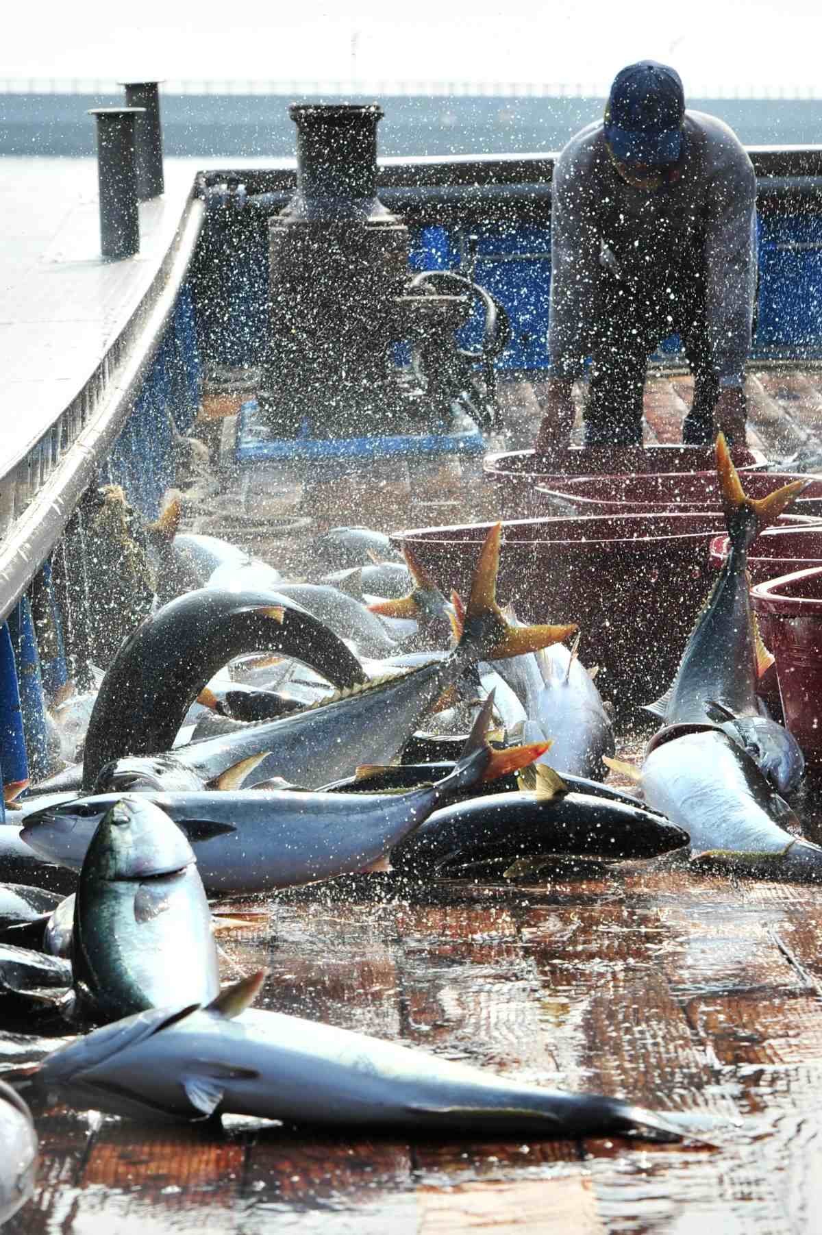 싱싱한 방어. 자료사진. / 뉴스1