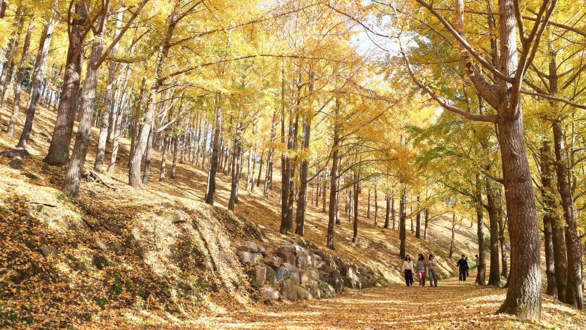 에버랜드 인근 신원리 일대에 약 15만㎡(약 4만 5000평) 규모로 조성한 은행나무숲. / 뉴스1