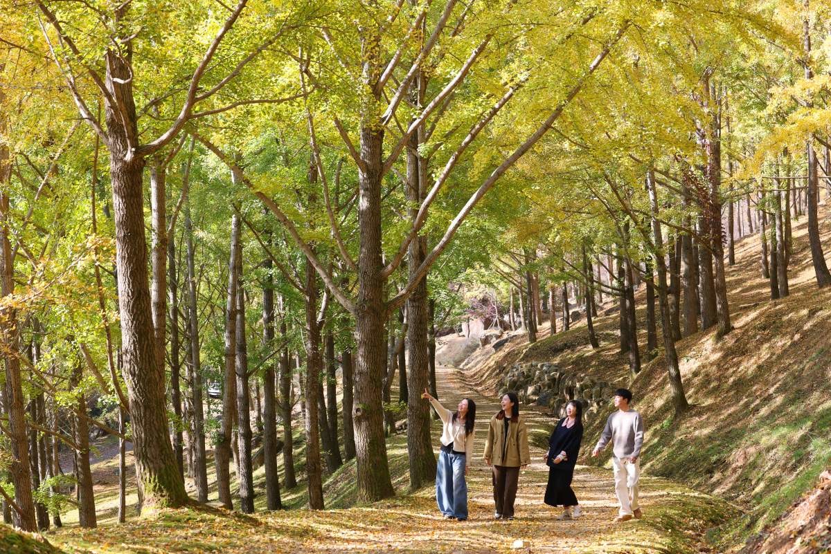 에버랜드 은행나무숲. / 뉴스1