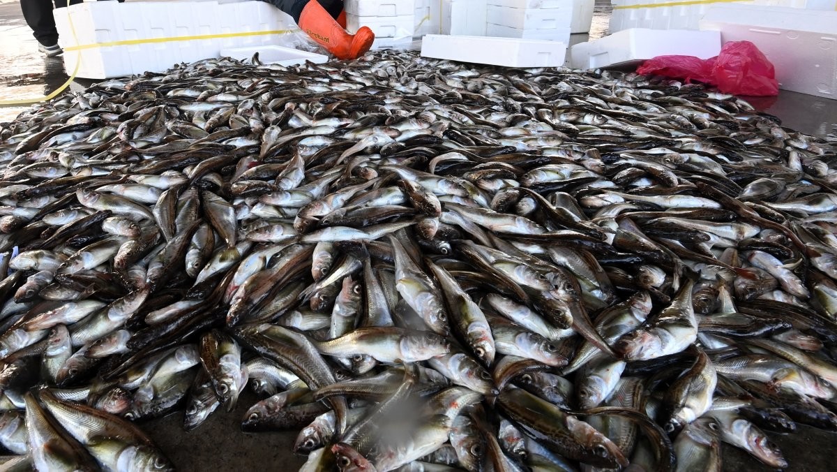 기사와 직접적으로 관련 없는 도루묵 자료사진. / 연합뉴스