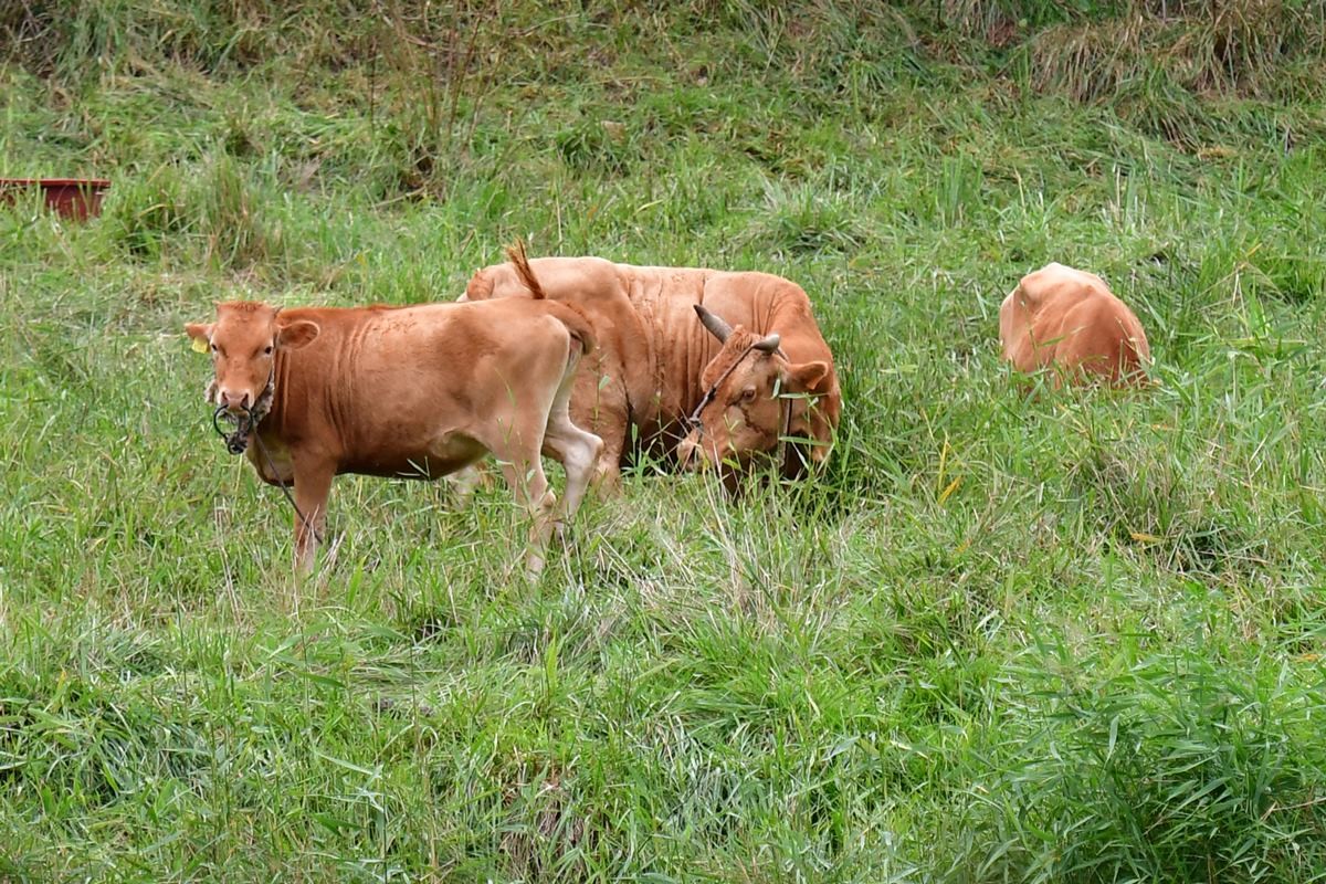 한우들이 풀을 뜯고 있는 모습 / 뉴스1