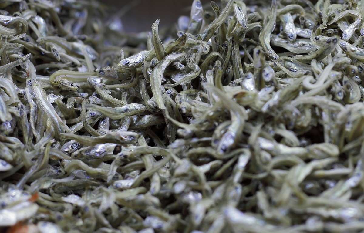 마른 멸치 모습. 기사 이해를 돕기 위한 자료 사진 / 연합뉴스