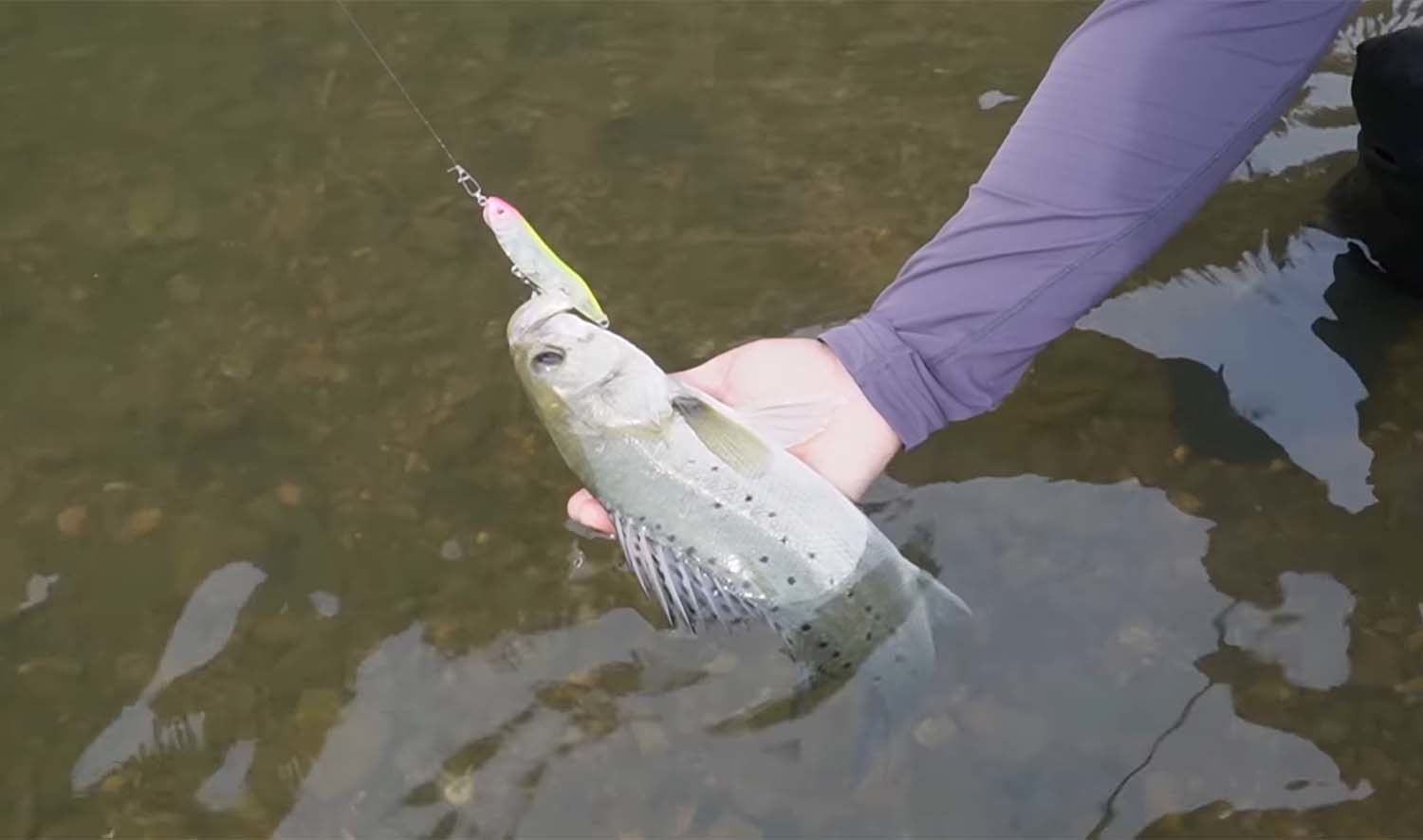 시골 하천에서 잡힌 점농어. / '동네낚시꾼' 유튜브