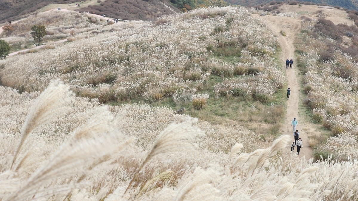황매산 억새 자료 사진 / 연합뉴스