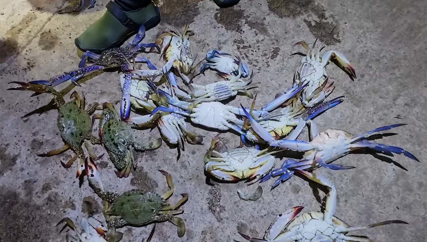 잡은 톱날꽃게. / '브루스리 TV'