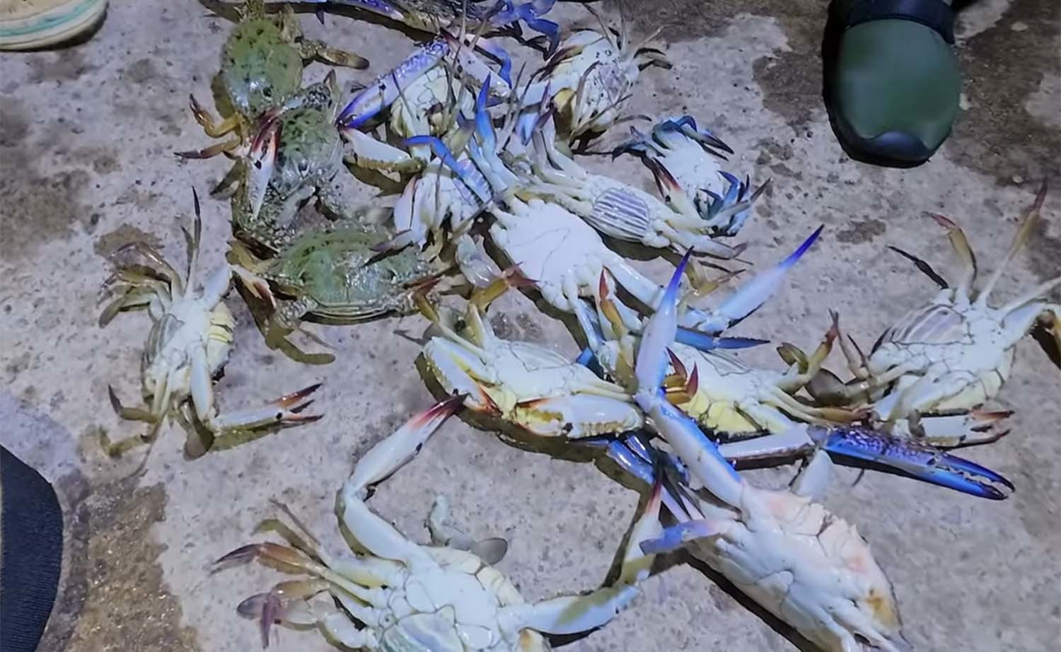 잡은 톱날꽃게. / '브루스리 TV'