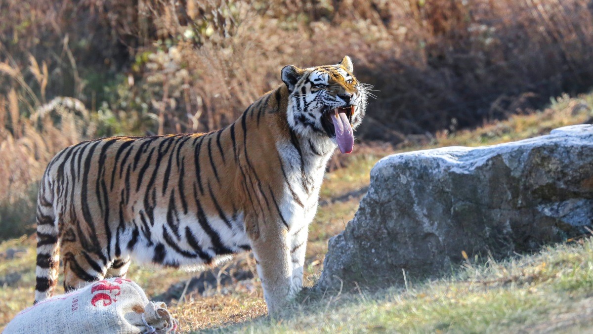 국립백두대간수목원 호랑이 한청의 모습 / 국립백두대간수목원 제공