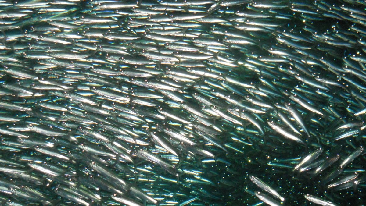 기사와 직접적으로 관련 없는 정어리떼 자료사진. / 연합뉴스