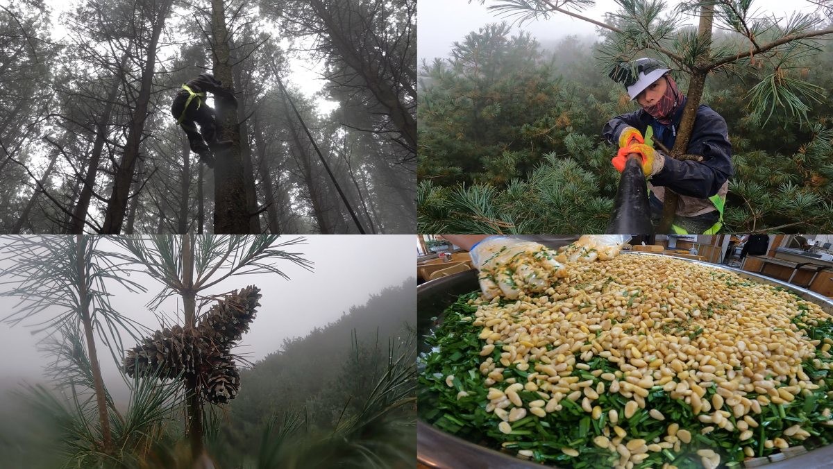EBS1 '극한직업' 미리보기 페이지에서 제공하는 '조연 아닌 주연, 잣과 꽈배기' 편 자료 사진. / EBS 제공