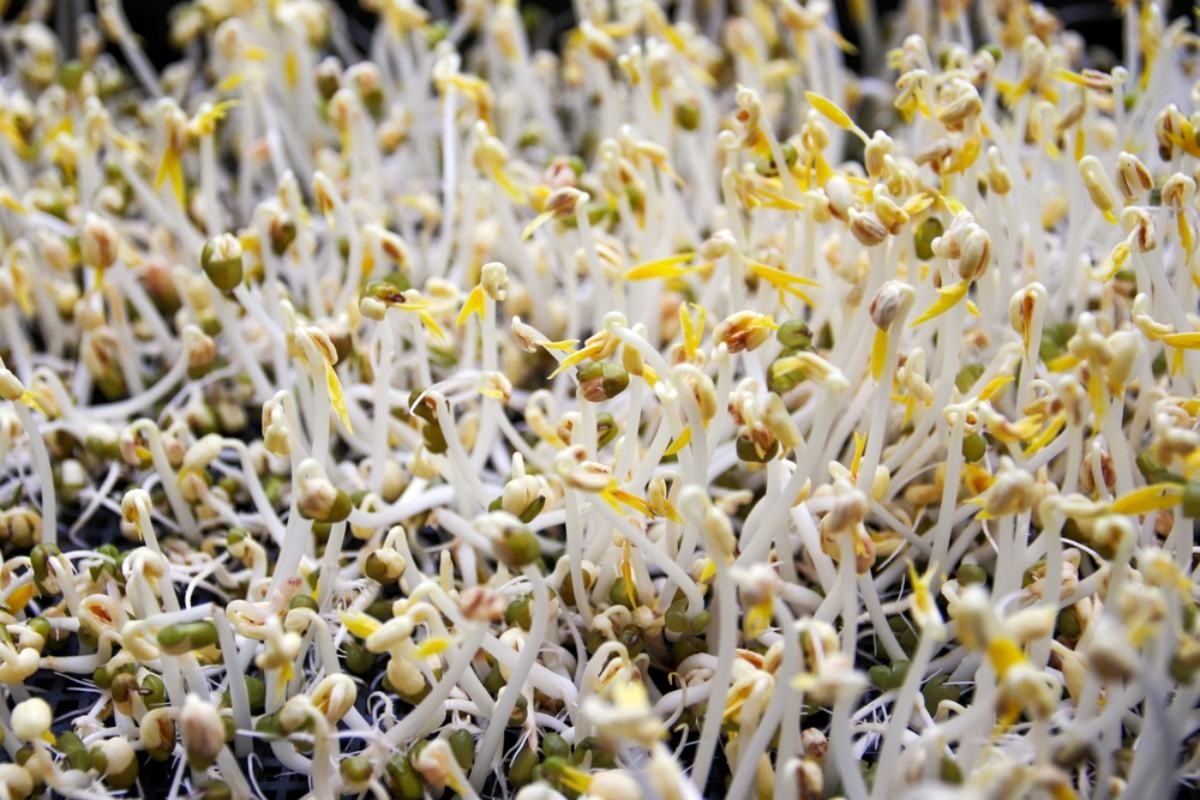 콩나물 자료사진 / Jo_107-shutterstock.com