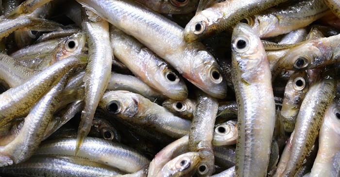 빙어 / ChiccoDodiFC-shutterstock.com