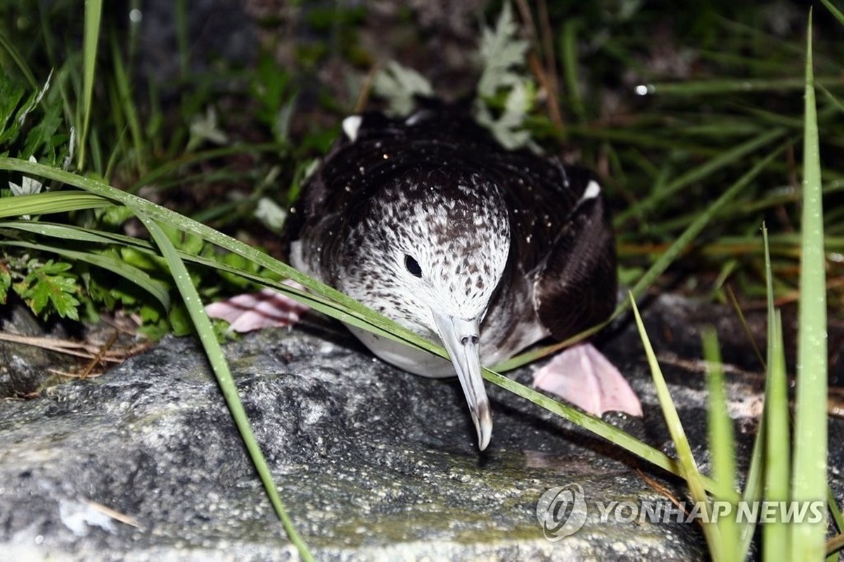 멸종위기종 슴새 / 연합뉴스