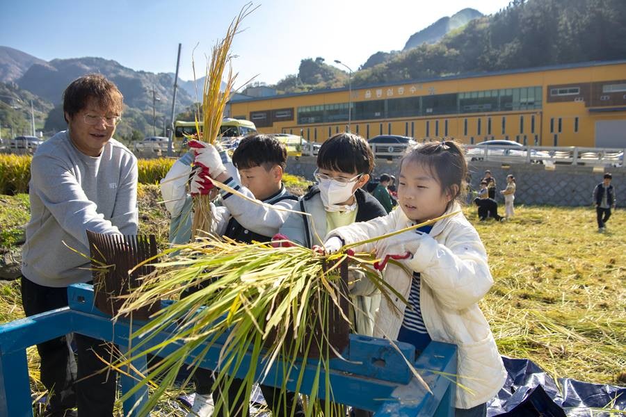 초등학생들의 전통 탈곡 체험/이하 울릉군