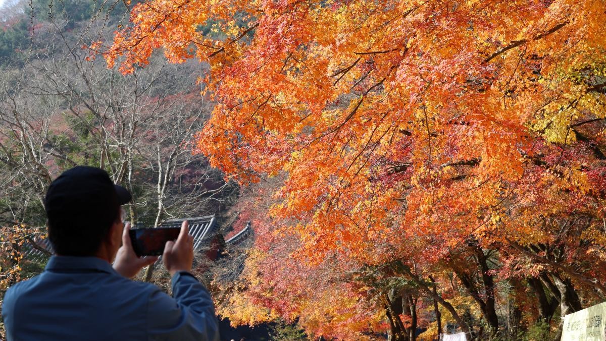 내장산 국립공원. / 연합뉴스