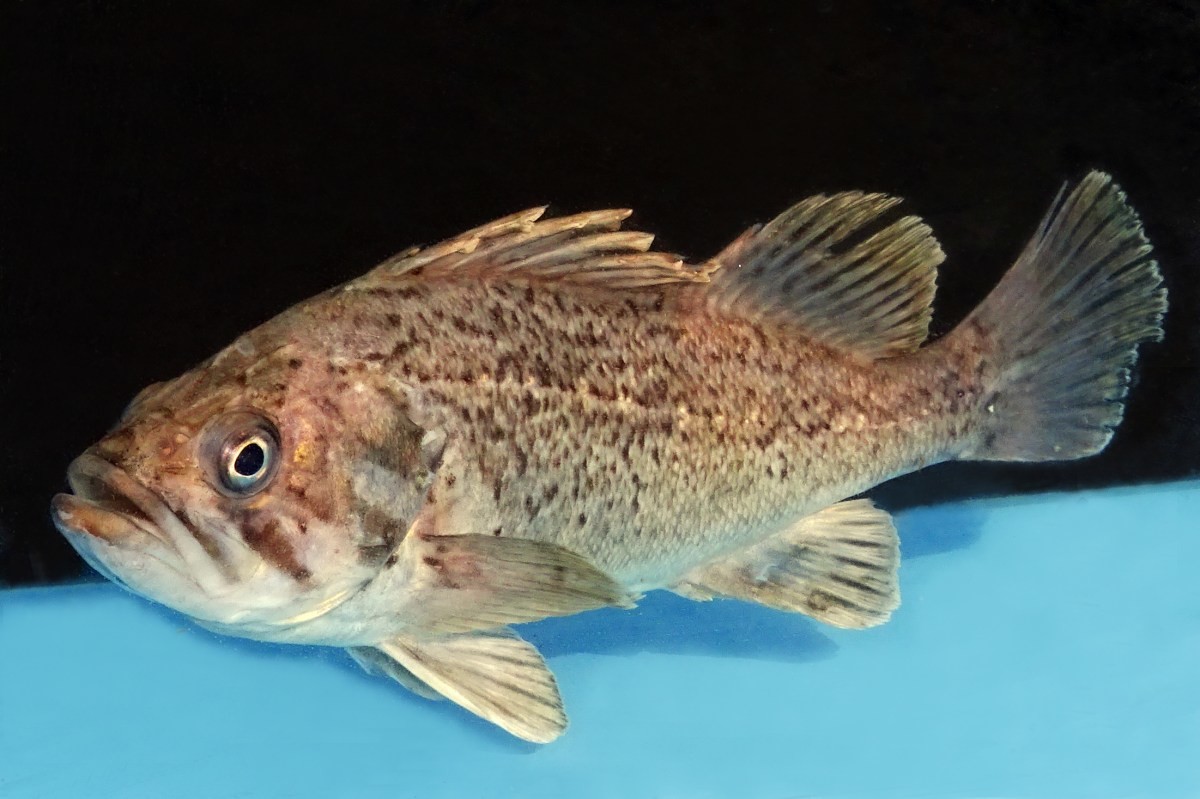 조피볼락 자료사진. / 국립생물자원관