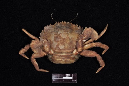 민꽃게 자료사진. / 국립생물자원관