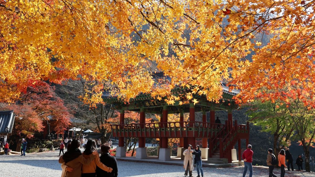 단풍 무르익은 전남도 / 연합뉴스