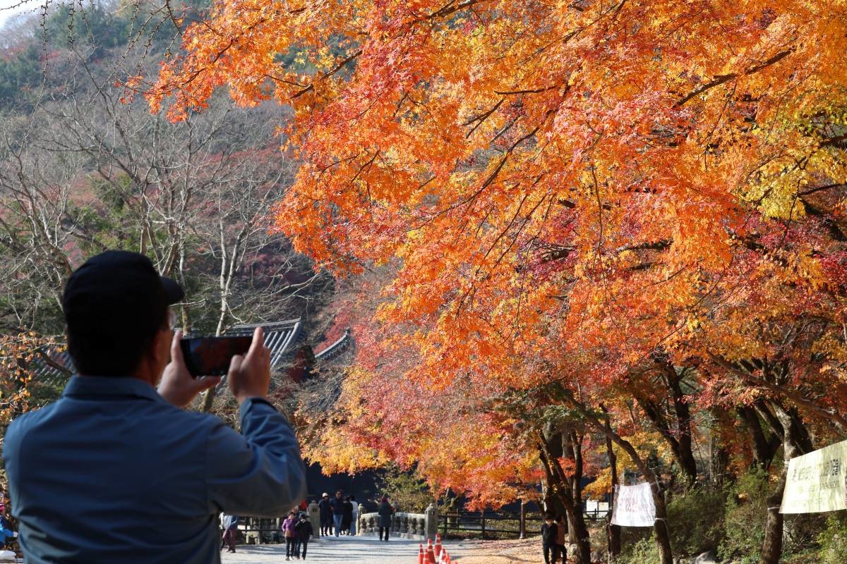 '단풍 찍기 딱 좋네' / 연합뉴스