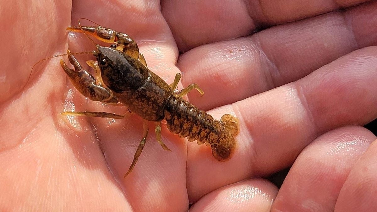 지난 4월 천안아산환경운동연합이 충남 천안시 병천천에서 발견했다고 주장한 미국 가재 모습. / 천안아산환경운동연합 제공