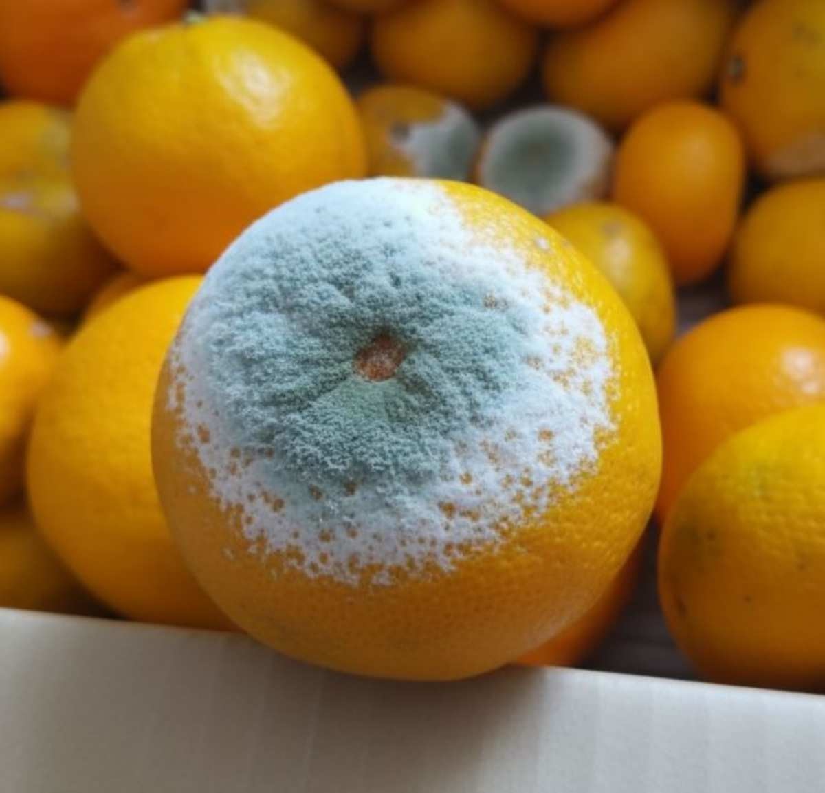 기사 내용 바탕으로 AI가 생성한 자료사진.