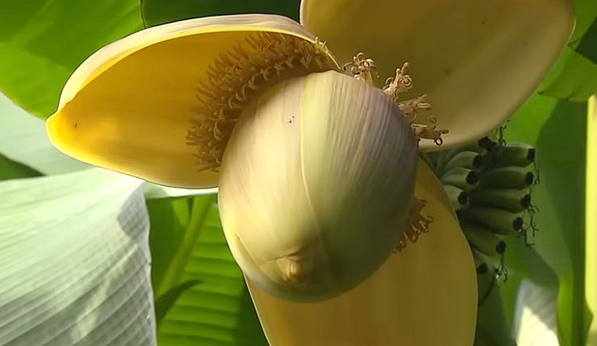 울산에서 열린 바나나를 닮은 열매 '파초' 모습 / YTN 방송 영상 캡처