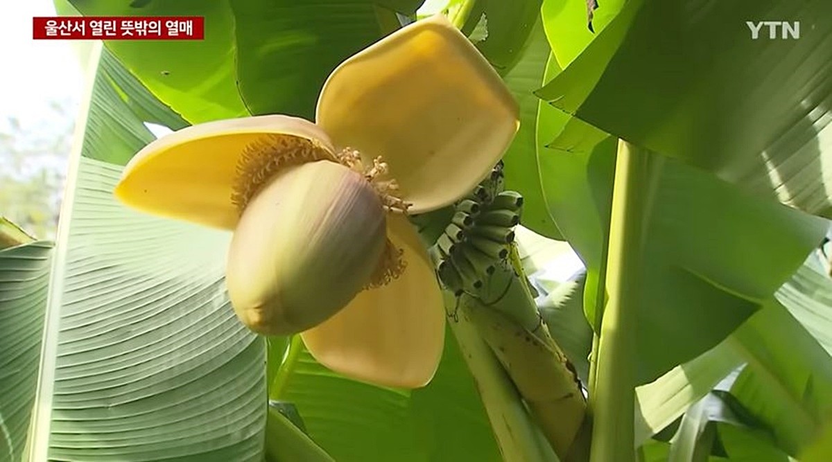 울산에서 열린 바나나를 닮은 열매 '파초' 모습 / YTN 방송 영상 캡처
