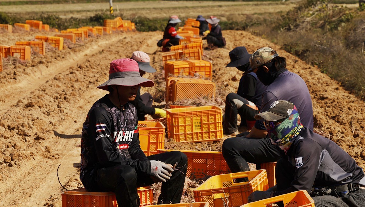 지난 5일 전남 영암군 신북면 한 황토고구마밭에서 농민들이 고구마 수확 중인 모습 / 뉴스1