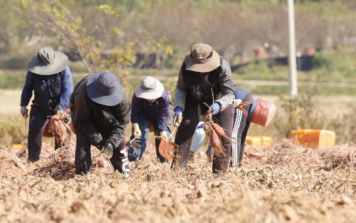 황토고구마 수확 중인 농민들 / 뉴스1