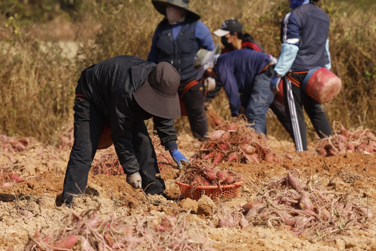 영암 황토고구마 수확 현장 / 뉴스1