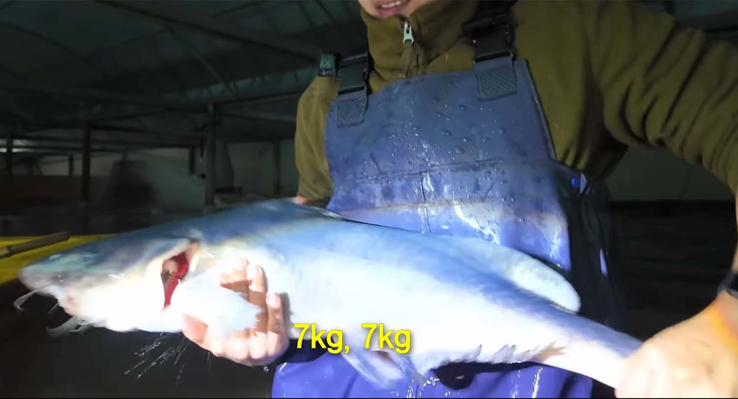 11년 된 종어. / '일타쿠마' 유튜브