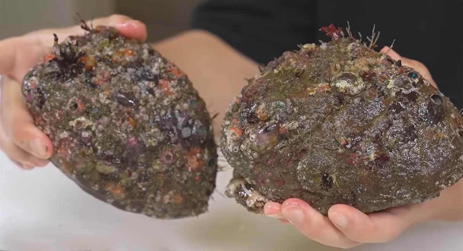 둥근전복. / '입질의추억TV'