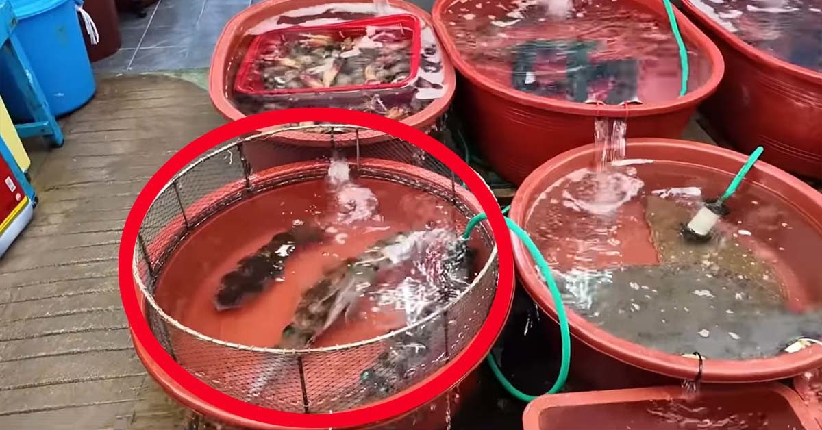 무늬오징어 시즌이 돌아왔다. / '생선선생 미스터S' 유튜브 채널